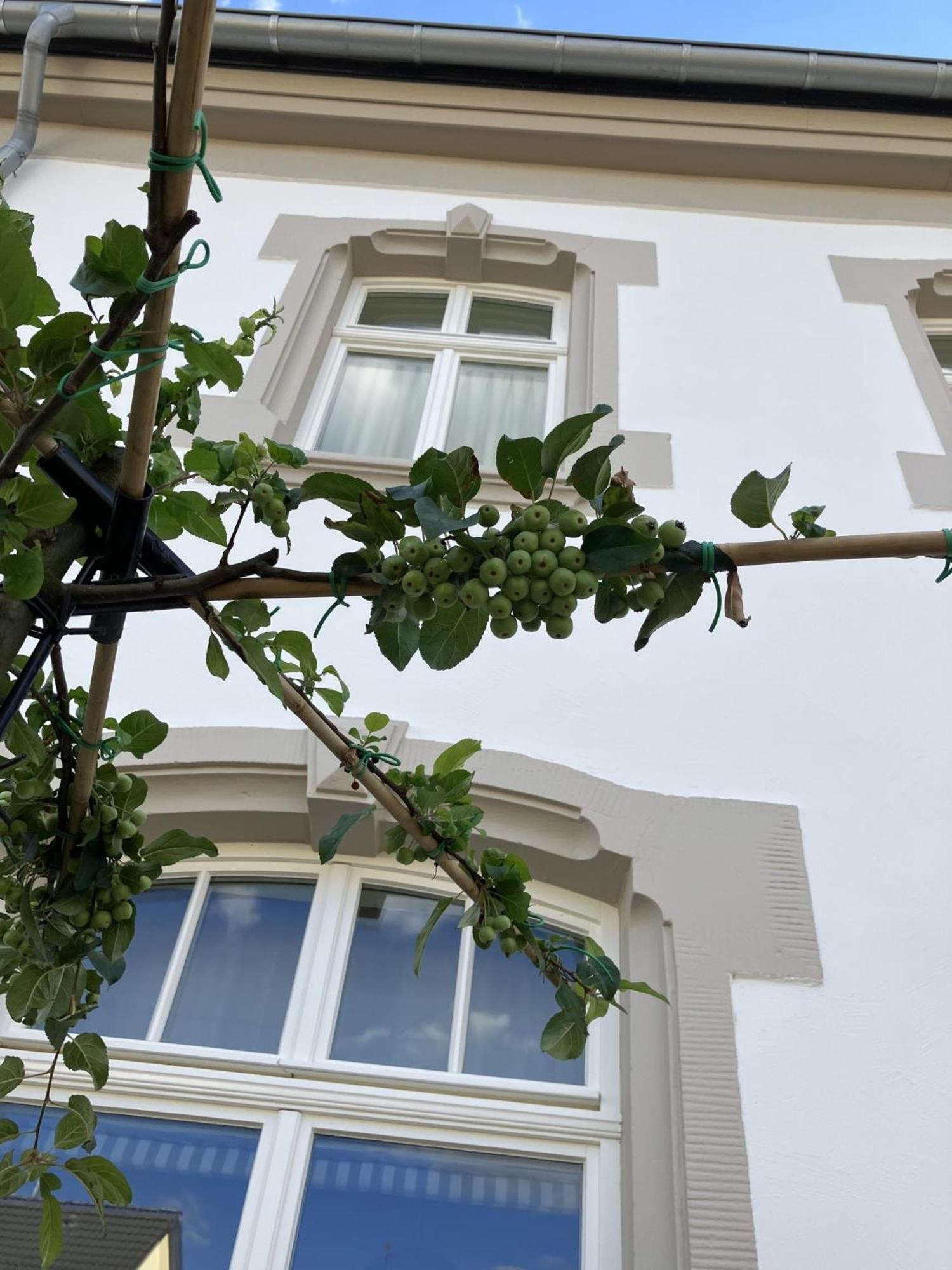 Gaestehaus Cantzheim Kanzem Dış mekan fotoğraf